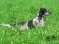Setter Anglais VERDI DU BIEF JOLI Setter Anglais VERDI DU BIEF JOLI